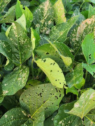 시골에 살어리랏다 님의 콩 · 병해충상담 작성글 사진