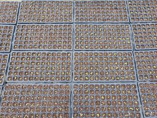 부지런하고싶은농부님의 8월 내 작물 자랑하기 · 참여글 작성글 사진