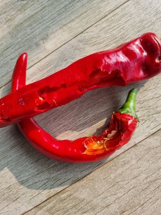 강희태님의 고추 · 병해충상담 작성글 사진