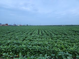 오윤조님의 콩 · 자유게시판 작성글 사진