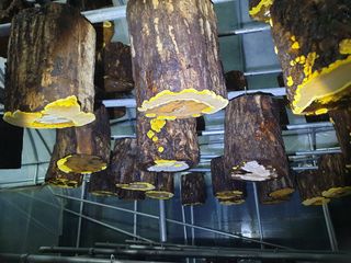 감7909님의 버섯 · 생장기 농작업 작성글 사진