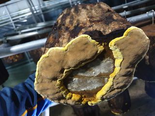 감7909님의 버섯 · 생장기 농작업 작성글 사진