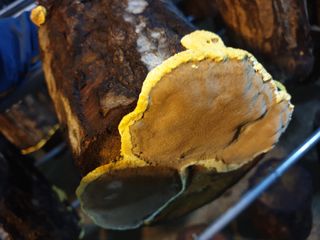 감7909님의 버섯 · 생장기 농작업 작성글 사진