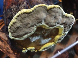 감7909님의 버섯 · 생장기 농작업 작성글 사진