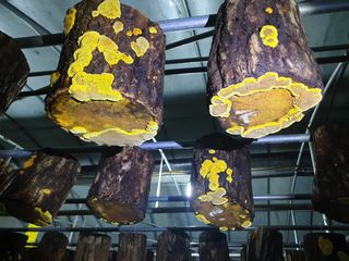 감7909님의 버섯 · 생장기 농작업 작성글 사진