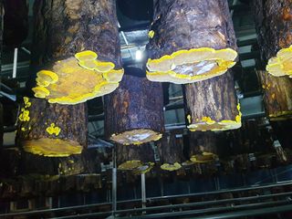 감7909님의 버섯 · 생장기 농작업 작성글 사진