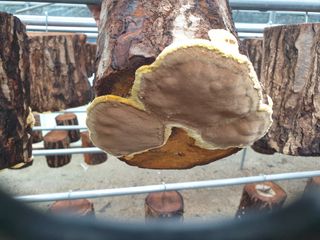 감7909님의 버섯 · 생장기 농작업 작성글 사진