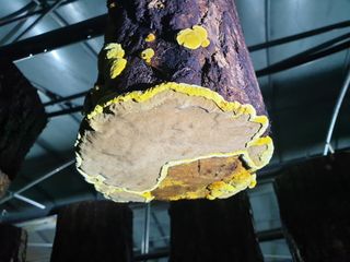 감7909님의 버섯 · 생장기 농작업 작성글 사진