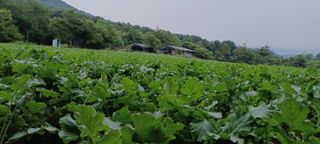 이.일신.꽃분아빠님의 자유주제 · 자유게시판 작성글 사진