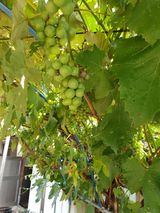 팜모닝 8월 내 작물 자랑하기·참여글 게시글 이미지