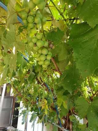 이병찬님의 8월 내 작물 자랑하기 · 참여글 작성글 사진