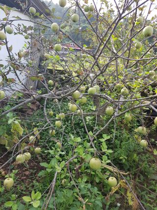 이병찬님의 8월 내 작물 자랑하기 · 참여글 작성글 사진