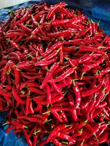 팜모닝 고추·수확 게시글 이미지