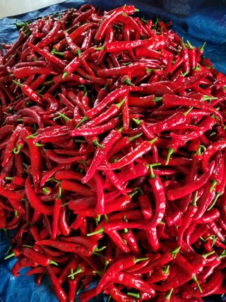 행복님의 고추 · 수확 작성글 사진