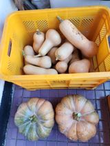 팜모닝 8월 내 작물 자랑하기·참여글 게시글 이미지