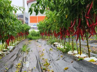 병아리농사꾼님의 고추 · 비료•농약 작성글 사진