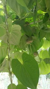 팜모닝 자유주제·자유게시판 게시글 이미지