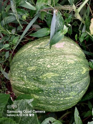 산골마님님의 호박 · 자유게시판 작성글 사진