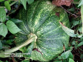 산골마님님의 호박 · 자유게시판 작성글 사진