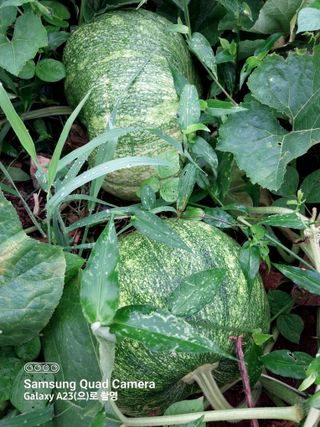 산골마님님의 호박 · 자유게시판 작성글 사진