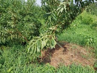 철남 김희곤님의 복숭아 · 자유게시판 작성글 사진