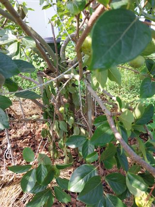 철남 김희곤님의 복숭아 · 자유게시판 작성글 사진