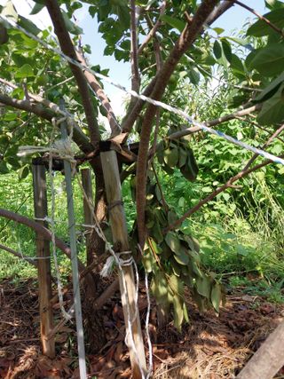 철남 김희곤님의 복숭아 · 자유게시판 작성글 사진