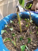 팜모닝 8월 내 작물 자랑하기·참여글 게시글 이미지