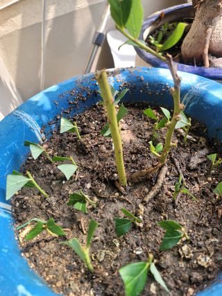 장기준님의 8월 내 작물 자랑하기 · 참여글 작성글 사진