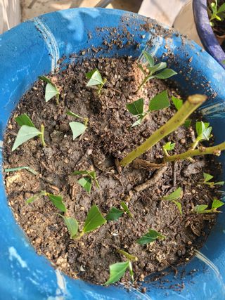 장기준님의 8월 내 작물 자랑하기 · 참여글 작성글 사진