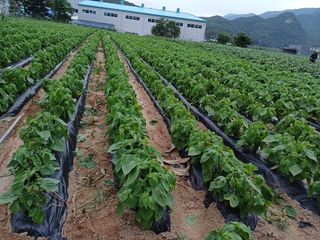 박영선님의 들깨 · 자유게시판 작성글 사진