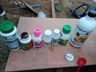 박영선님의 들깨 · 자유게시판 작성글 사진