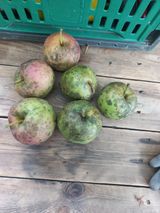 팜모닝 사과·병해충상담 게시글 이미지