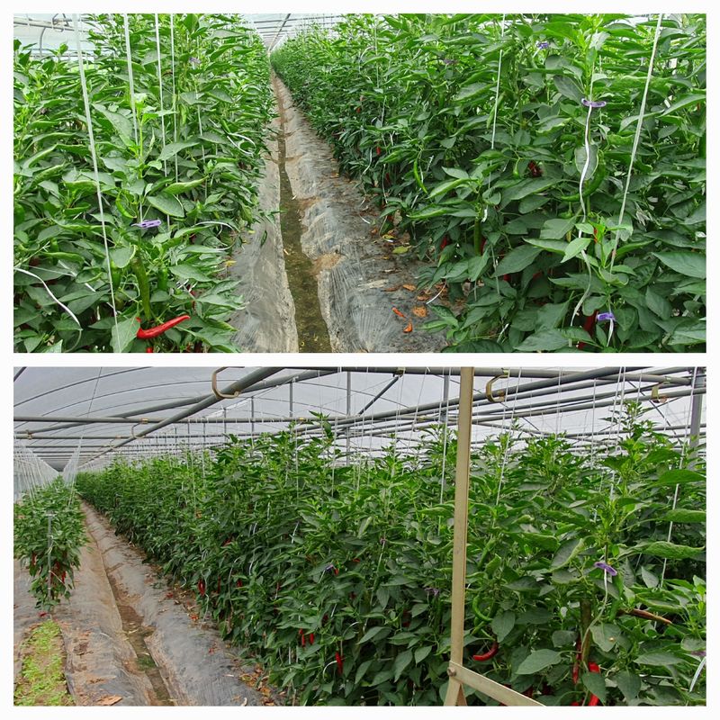 장터 상품 [23년 건고추,고추가루 600g] 썸네일