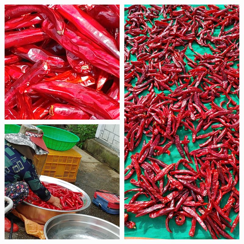 김혜영님의 장터 판매 상품 [23년 건고추,고추가루 600g] 첨부 사진