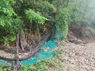 대구달서구권장현님의 들깨 · 자유게시판 작성글 사진