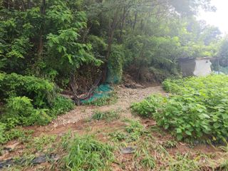 대구달서구권장현님의 들깨 · 자유게시판 작성글 사진