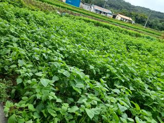 이순옥님의 들깨 · 자유게시판 작성글 사진