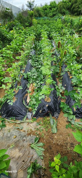 접시꽃님의 8월 내 작물 자랑하기 · 참여글 작성글 사진