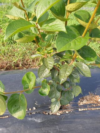 포항태추감님의 감 · 자유게시판 작성글 사진