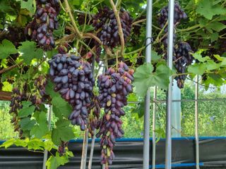 김한수님의 8월 내 작물 자랑하기 · 참여글 작성글 사진