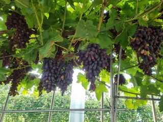 김한수님의 8월 내 작물 자랑하기 · 참여글 작성글 사진