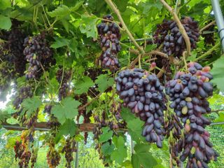 김한수님의 8월 내 작물 자랑하기 · 참여글 작성글 사진