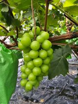 팜모닝 8월 내 작물 자랑하기·참여글 게시글 이미지