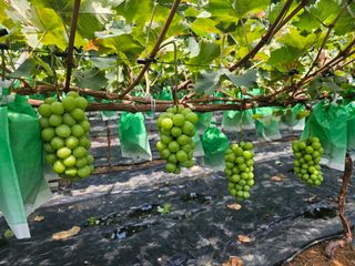 박종숙님의 8월 내 작물 자랑하기 · 참여글 작성글 사진