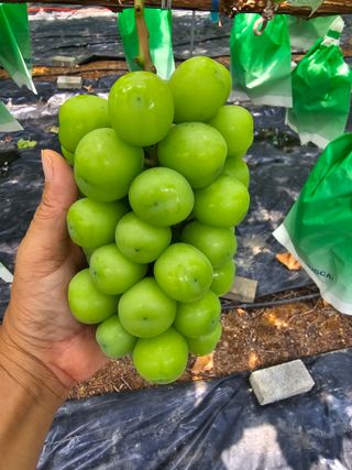 박종숙님의 8월 내 작물 자랑하기 · 참여글 작성글 사진