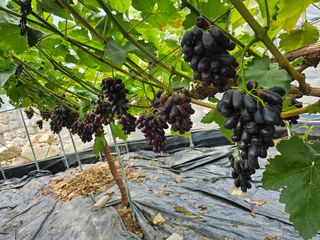 박종숙님의 8월 내 작물 자랑하기 · 참여글 작성글 사진