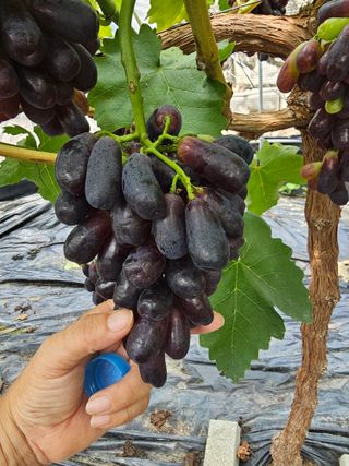 박종숙님의 8월 내 작물 자랑하기 · 참여글 작성글 사진