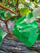 팜모닝 포도·병해충상담 게시글 이미지