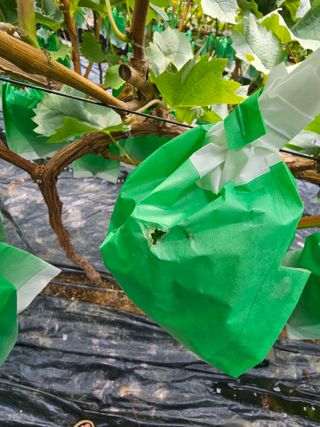 박종숙님의 포도 · 병해충상담 작성글 사진